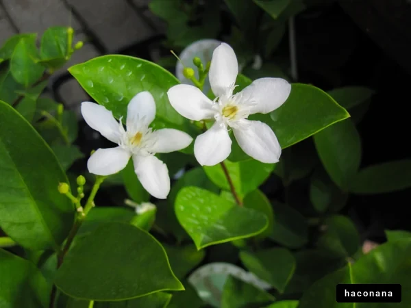 美しい白い花と葉