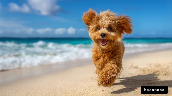 ビーチで遊ぶ犬の姿