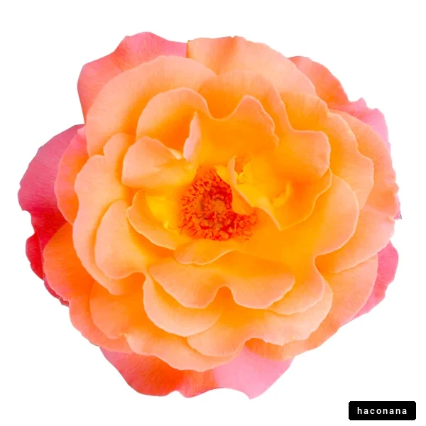 美しいバラの花