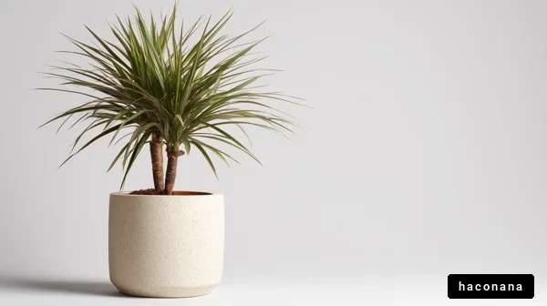 室内植物の美しいディスプレイ