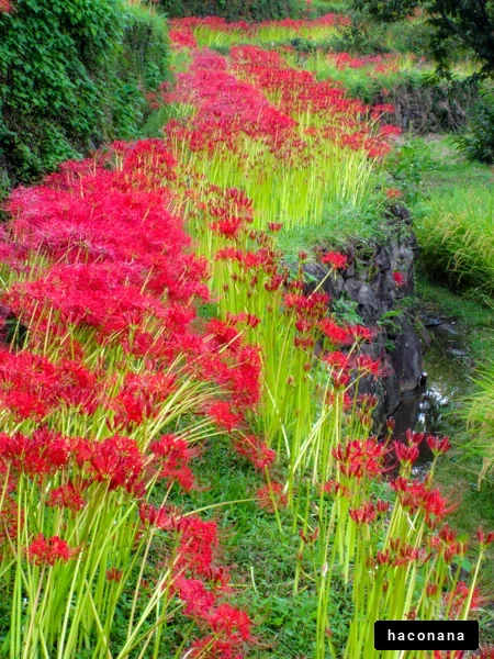 美しい赤い花の道