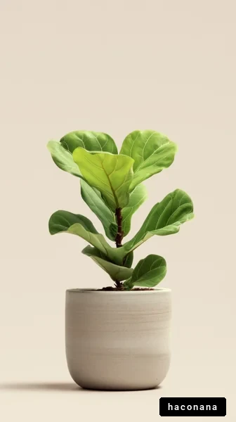 観葉植物の美しい姿