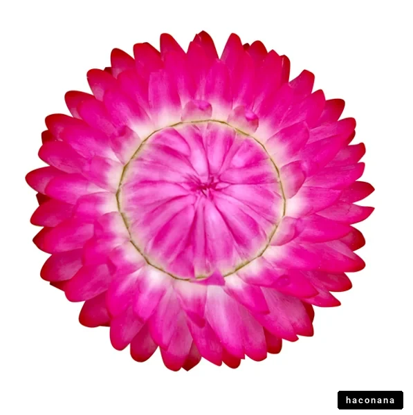 美しいピンクの花