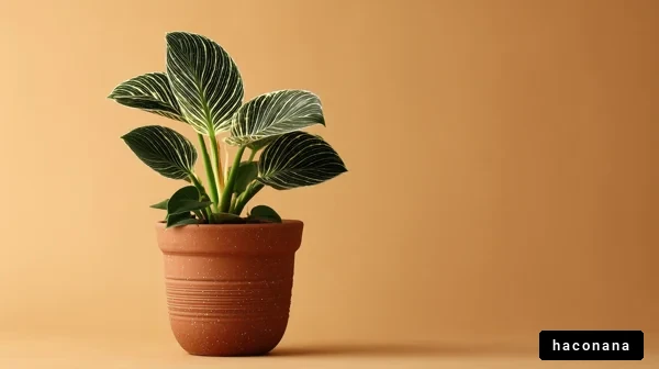 美しい観葉植物のポット