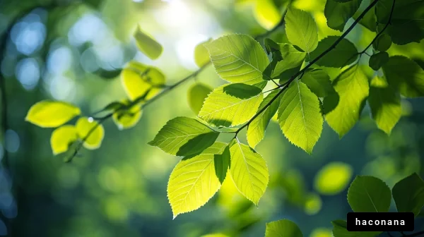 緑の葉と自然の光