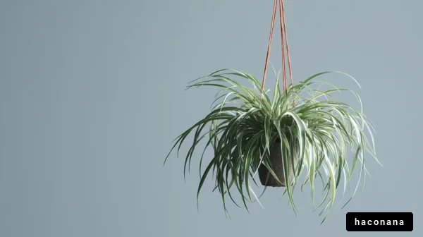 ハンギングプラントの魅力