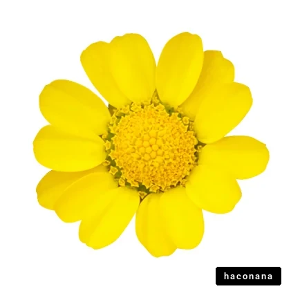 鮮やかな黄色い花