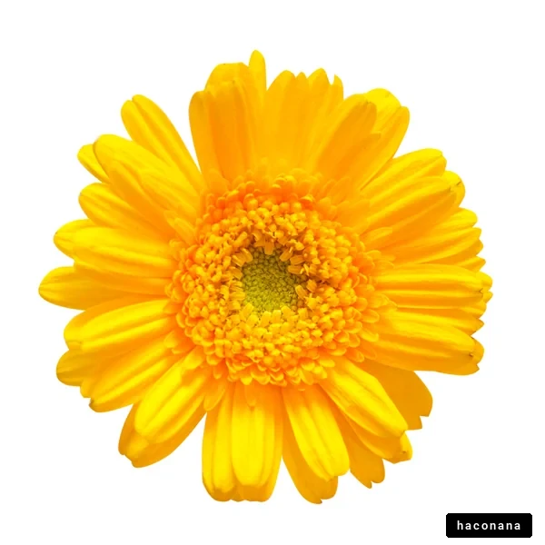 鮮やかな黄色の花