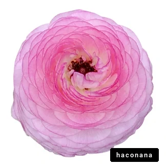 美しいピンクの花