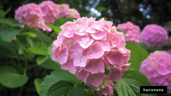 美しい紫陽花の花