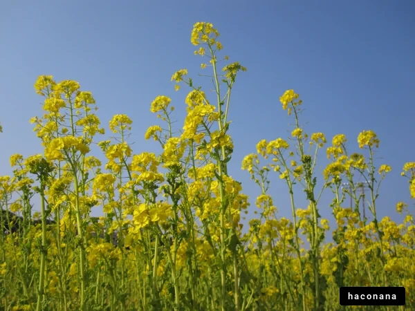 黄色い菜の花畑の風景