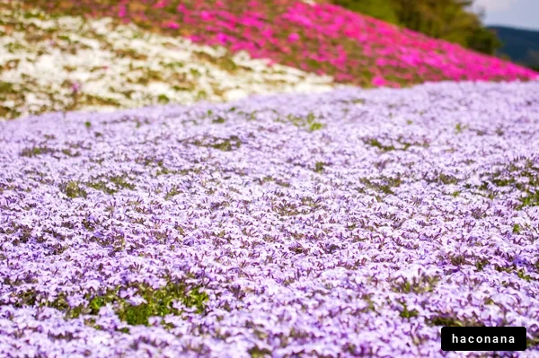 色とりどりの花畑