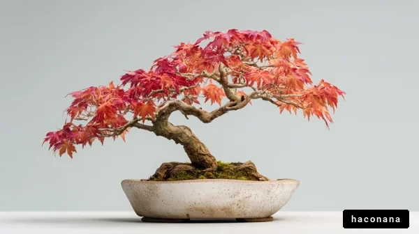 美しい紅葉の盆栽