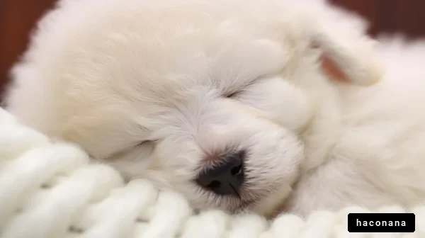 可愛い白い子犬の寝顔
