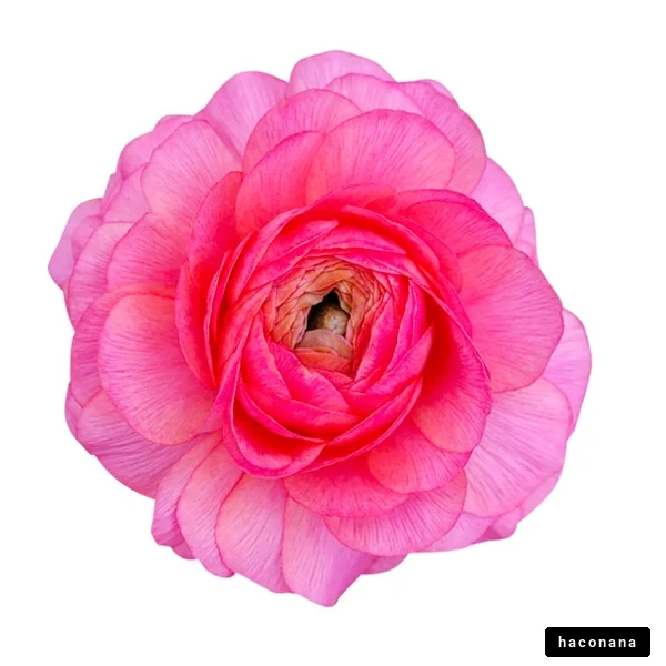 美しいピンクの花