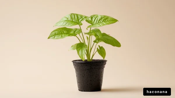 室内植物の美しい栽培