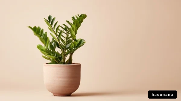 観葉植物とシンプルな背景