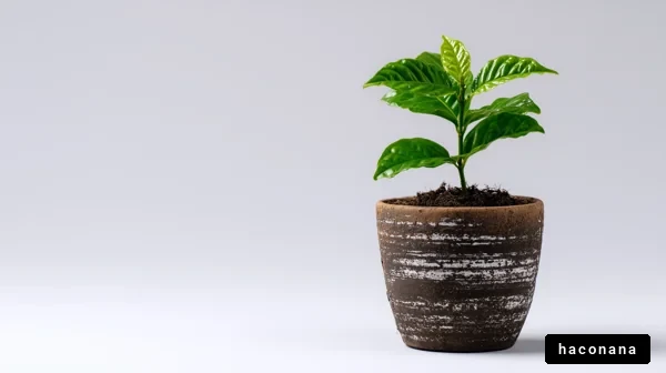 グリーンの鉢植え植物