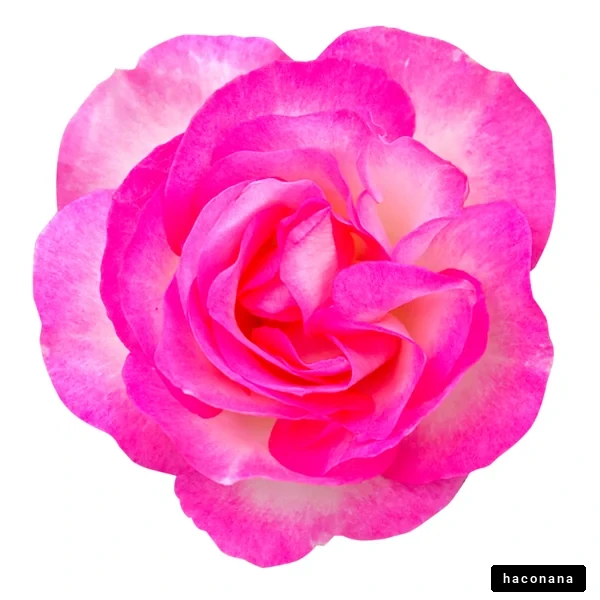 美しいピンクのバラ