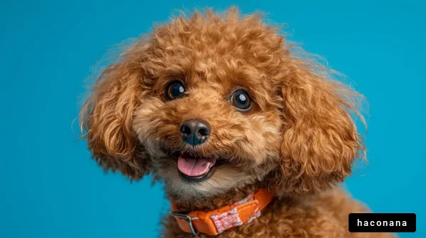 可愛い犬のポートレート