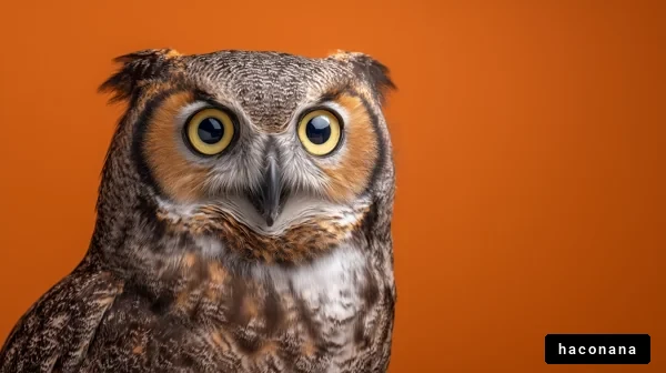 フクロウの魅力的な表情