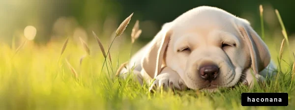 芝生の上で眠る子犬