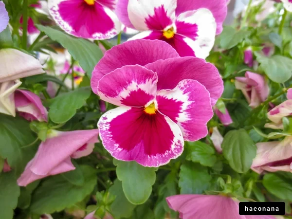 美しい花のクローズアップ