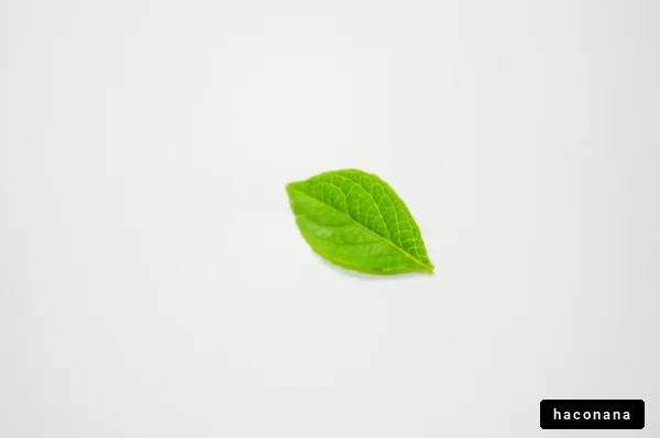 緑の葉っぱの写真