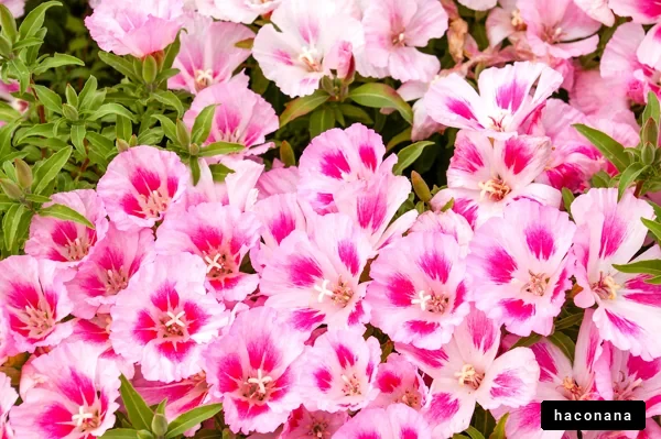 色とりどりの花々