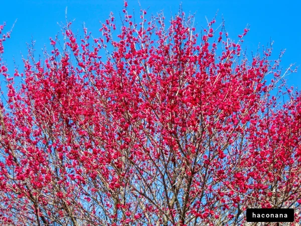 鮮やかな紅梅の木