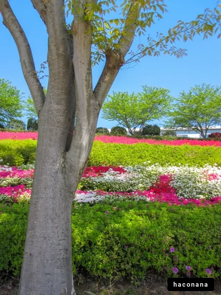 色とりどりの花が咲く風景
