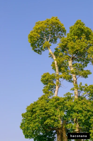 青空にそびえる木々