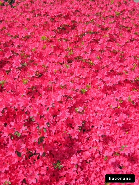 鮮やかなピンクの花