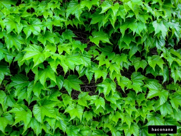 生い茂る緑の葉