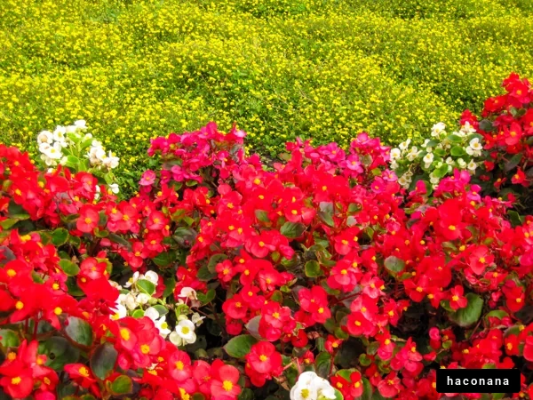 色とりどりの花畑