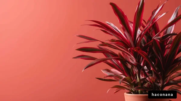 赤い葉の観葉植物