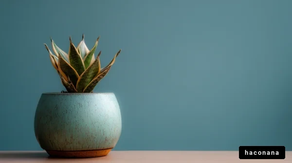 美しい観葉植物のディスプレイ