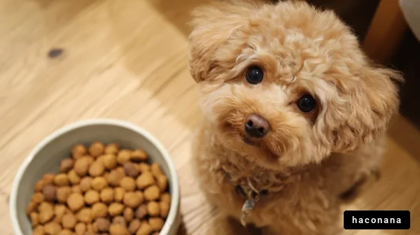 可愛い犬とごはん