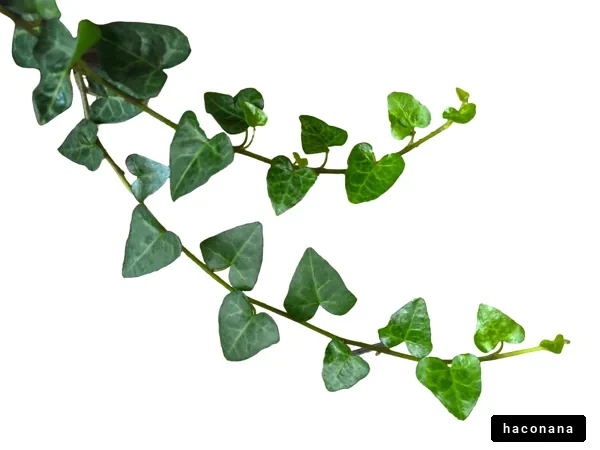 緑のつる植物の葉