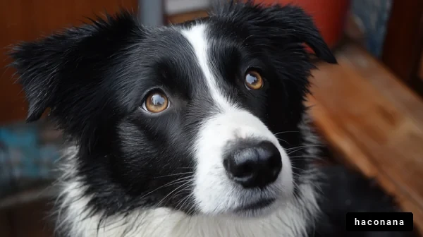 可愛い犬のアップ写真