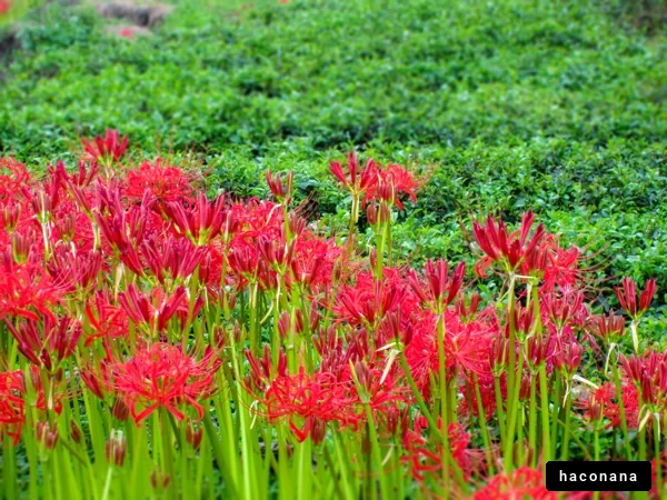 鮮やかな赤い花々の景色