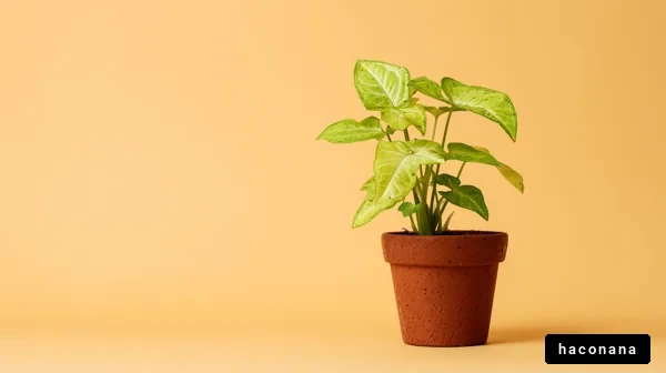 シンプルな観葉植物の写真