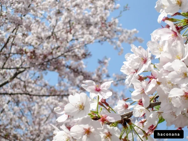 満開の桜と青空