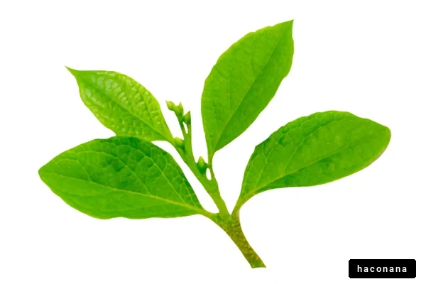 鮮やかな緑の葉