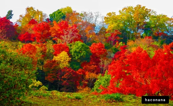 鮮やかな紅葉の風景