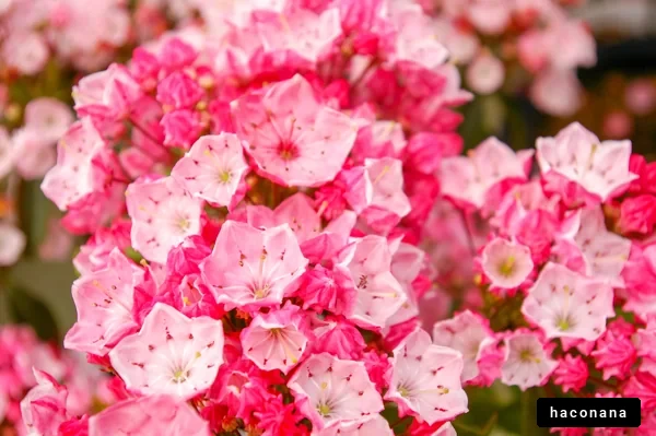 鮮やかなピンクの花々