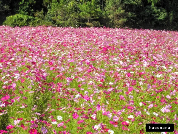 コスモスが咲く美しい風景