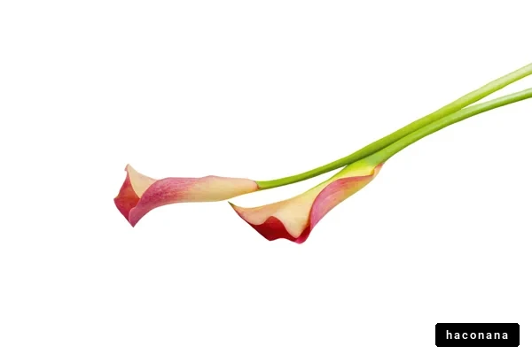 美しいカラーリリーの花