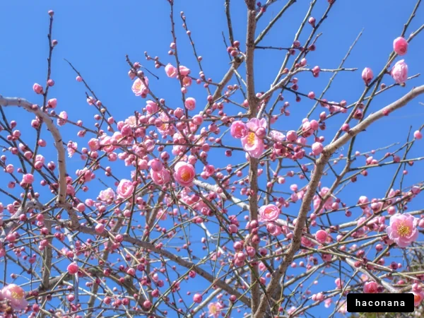 美しい梅の花と青空