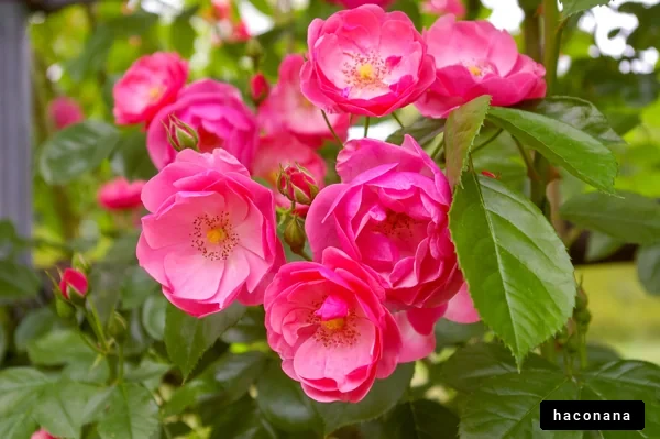 鮮やかなピンクのバラ